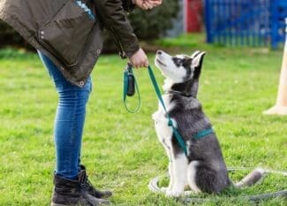A person training a sitting black and white dog on a leash in a grassy park, holding a treat while the dog looks up.
