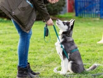 A person training a sitting black and white dog on a leash in a grassy park, holding a treat while the dog looks up.