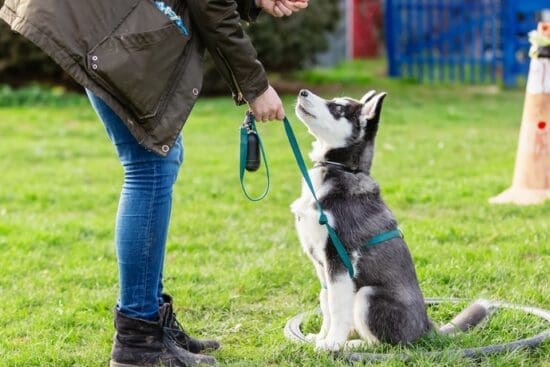 A person training a sitting black and white dog on a leash in a grassy park, holding a treat while the dog looks up.