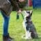 A person training a sitting black and white dog on a leash in a grassy park, holding a treat while the dog looks up.