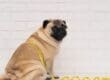 A pug sits on the floor against a white brick wall with a yellow measuring tape wrapped around its body.