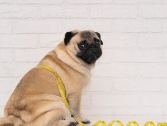 A pug sits on the floor against a white brick wall with a yellow measuring tape wrapped around its body.