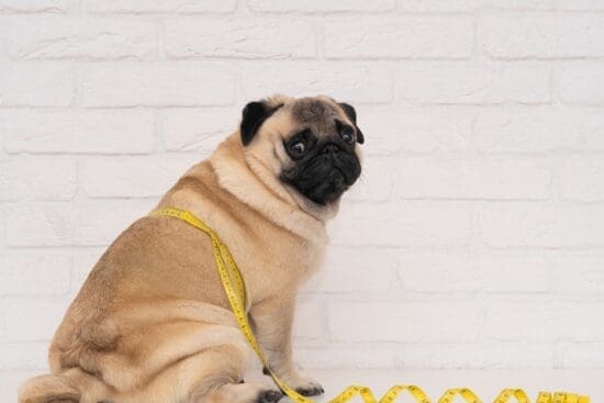 A pug sits on the floor against a white brick wall with a yellow measuring tape wrapped around its body.
