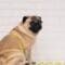 A pug sits on the floor against a white brick wall with a yellow measuring tape wrapped around its body.