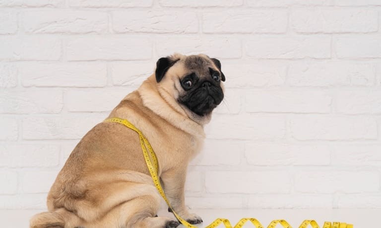 A pug sits on the floor against a white brick wall with a yellow measuring tape wrapped around its body.