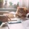 A man doing paperwork and using his phone while his cat loafs next to him on the table, its paws resting on documents.