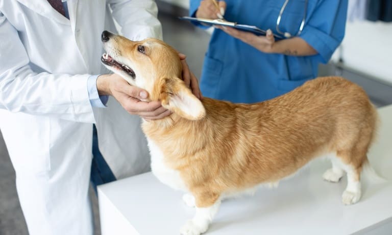 A vet examines a corgi on an examination table, while an assistant records the pet's information onto the patient forms.