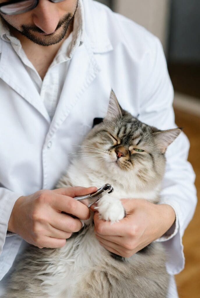 How to Trim Cat Nails Safely at Home 2 trimming a cat's nails