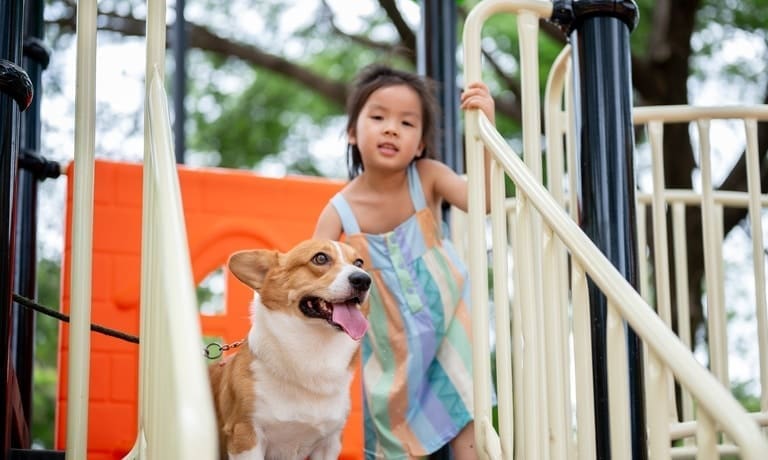 How to Puppy-Proof Your Backyard Playground 2 A young girl in a striped dress stands on playground stairs beside a happy corgi on a leash, both looking ahead.