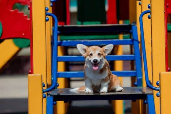 A happy corgi sits on the blue steps of a colorful playground slide structure, tongue out and ears perked, framed by yellow rails.