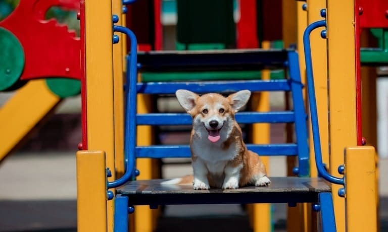 How to Puppy-Proof Your Backyard Playground 1 A happy corgi sits on the blue steps of a colorful playground slide structure, tongue out and ears perked, framed by yellow rails.