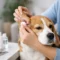How to Clean Dog Ears Safely at Home
