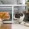 How to Introduce Cats Safely at Home