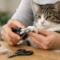 How to Trim Cat Nails Safely at Home