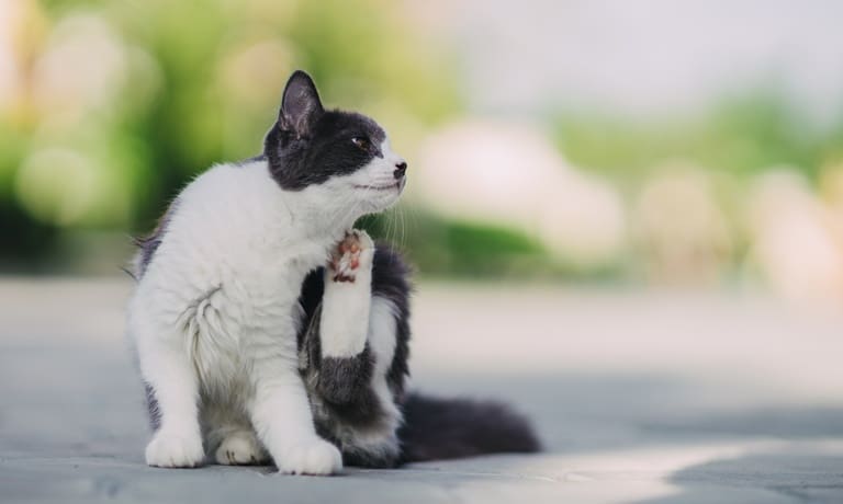 A cat scratches its skin with a hind leg while sitting on pavement with fur slightly raised along its body.