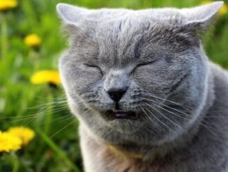 A gray fluffy cat wearing a yellow collar in a garden with flowers, sneezing with eyes partly closed.