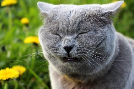 A gray fluffy cat wearing a yellow collar in a garden with flowers, sneezing with eyes partly closed.