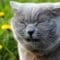 A gray fluffy cat wearing a yellow collar in a garden with flowers, sneezing with eyes partly closed.