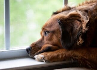 A brown dog rests its head on a windowsill, gazing outside through a screen, looking sad and depressed.