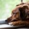 A brown dog rests its head on a windowsill, gazing outside through a screen, looking sad and depressed.