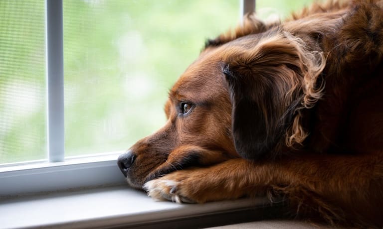 A brown dog rests its head on a windowsill, gazing outside through a screen, looking sad and depressed.
