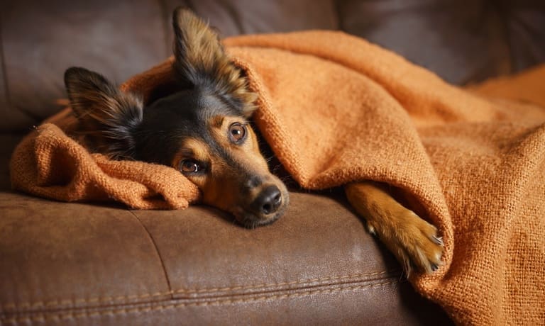 A small dog lies on a brown leather couch, wrapped in an orange blanket, looking straight ahead with depressed eyes.