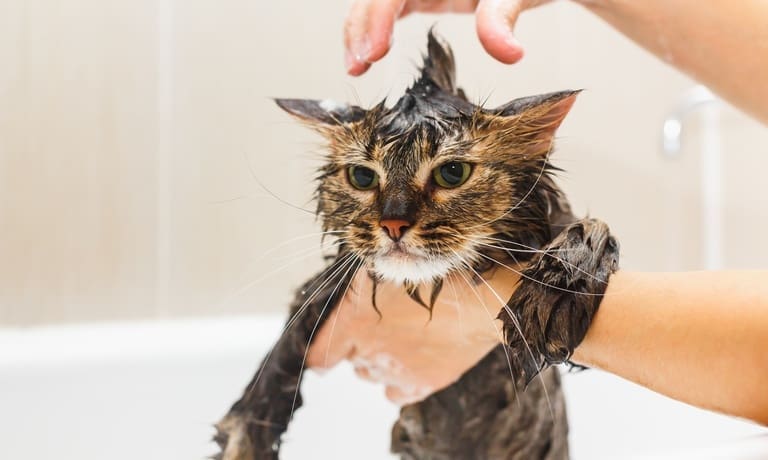 A person washing a fluffy cat in a white bathtub with water covering the fur while holding the animal in place.