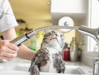 A cat being held in a kitchen sink while being washed with water running over its fur and hands supporting its body.