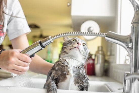 A cat being held in a kitchen sink while being washed with water running over its fur and hands supporting its body.
