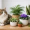 12 Safe Houseplants for Cats