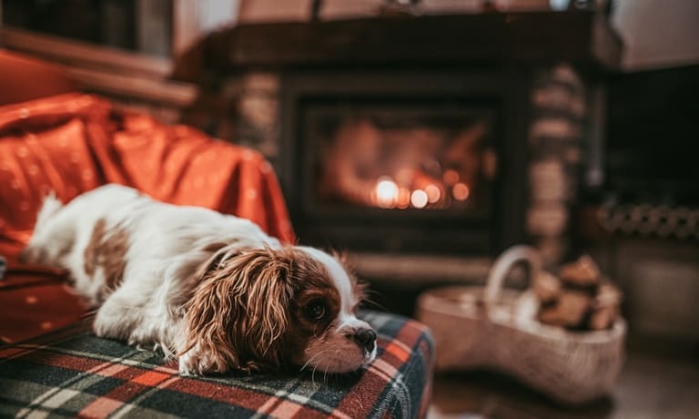 How To Plan a Cabin Getaway With Your Dog 2 A small brown and white dog lies on a green and red plaid blanket with a glowing fireplace in the background.