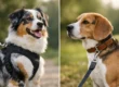 Dog Harness vs Collar: Which Is Better?