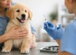 Dog Vaccination Schedule Guide for Owners