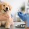 Dog Vaccination Schedule Guide for Owners