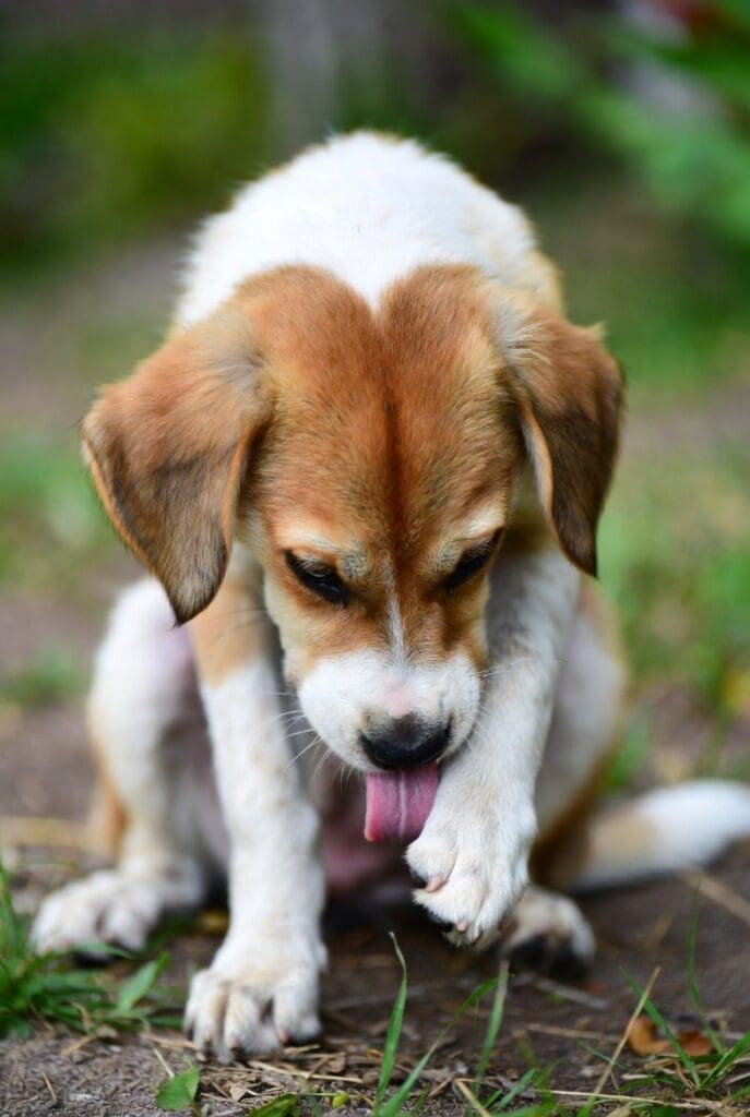 Why Does My Dog Lick Paws? 2 dog licking paw