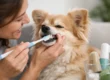 How to Brush Dog Teeth Without the Stress