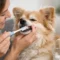How to Brush Dog Teeth Without the Stress