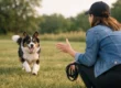 How to Teach Dog Recall That Really Sticks