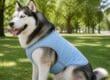 A large double-coated dog outdoors wearing a lightweight cooling vest, standing in a sunny park.