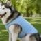 A large double-coated dog outdoors wearing a lightweight cooling vest, standing in a sunny park.