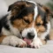 Why Does My Dog Lick Paws?