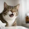 Why Is My Cat Sneezing? Common Causes