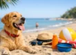 10 Summer Safety Tips for Dogs
