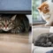 12 Signs of Stress in Cats to Watch For