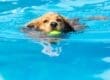 A golden retriever swims through a bright blue pool carrying a green tennis ball with water rippling around it.