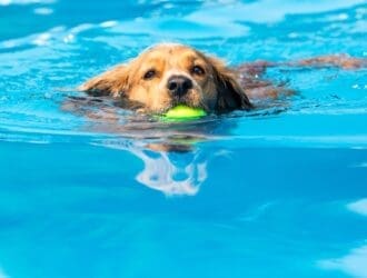 A golden retriever swims through a bright blue pool carrying a green tennis ball with water rippling around it.