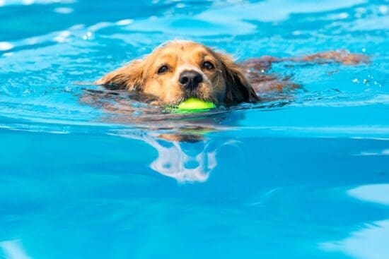 A golden retriever swims through a bright blue pool carrying a green tennis ball with water rippling around it.