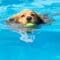A golden retriever swims through a bright blue pool carrying a green tennis ball with water rippling around it.