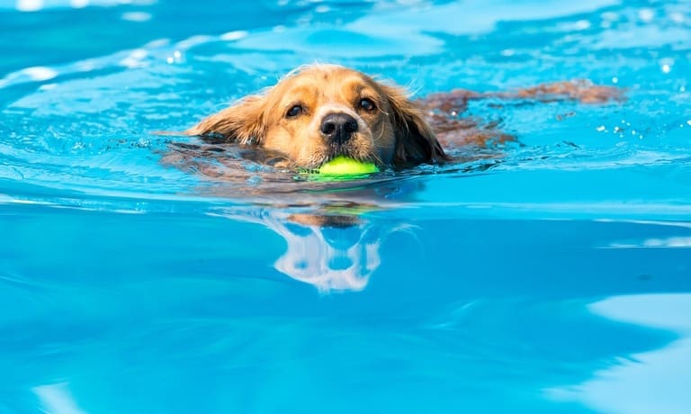 How To Keep Your Dog Safe Around Your Pool 1 A golden retriever swims through a bright blue pool carrying a green tennis ball with water rippling around it.