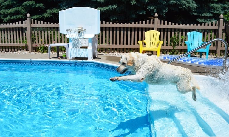 How To Keep Your Dog Safe Around Your Pool 2 A white dog leaps into a bright blue backyard pool with a basketball hoop. A wooden fence surrounds the pool.